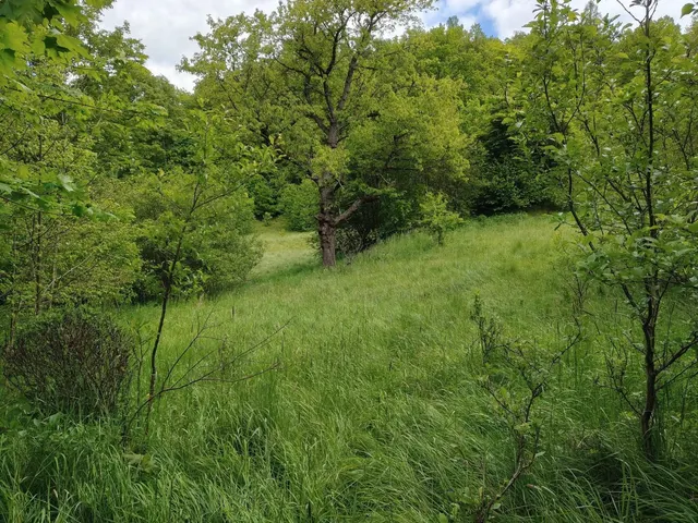 Działka u podnóży Góry Witosza